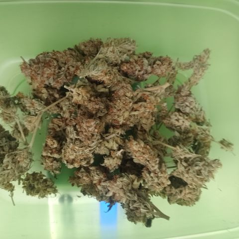 Banana Purple #8 growlog timeline photo