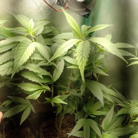 Banana Purple #14 (vaso III) growlog timeline photo