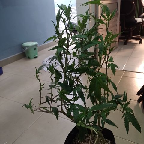Banana Purple #14 (vaso III) growlog timeline photo