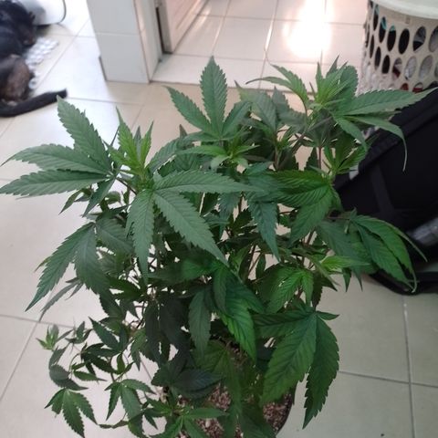 Banana Purple #14 (vaso III) growlog timeline photo