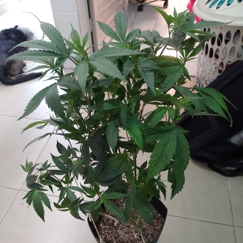Banana Purple #14 (vaso III) growlog timeline photo
