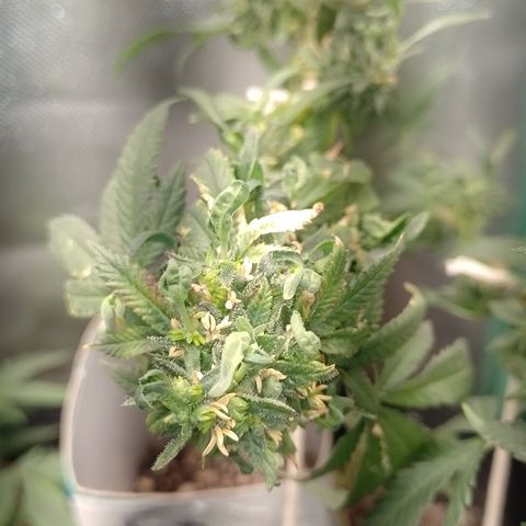 Purple cookies REVEG growlog timeline photo