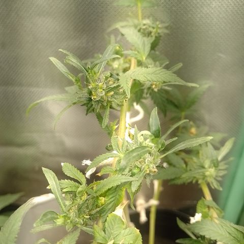 Purple cookies REVEG growlog timeline photo