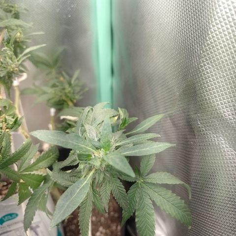 Purple cookies REVEG growlog timeline photo