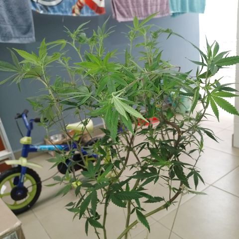 Banana Purple #14 (vaso III) growlog timeline photo