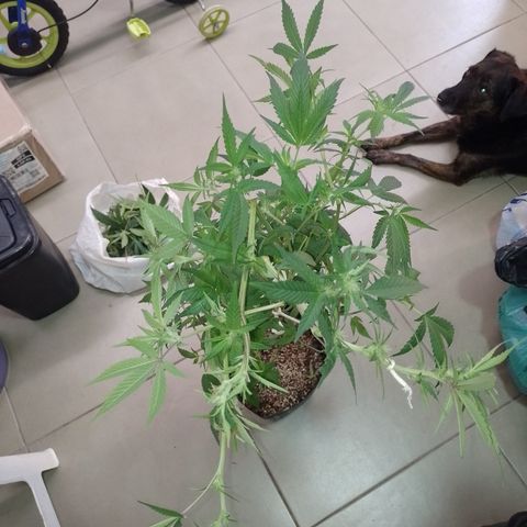 Banana Purple #14 (vaso III) growlog timeline photo