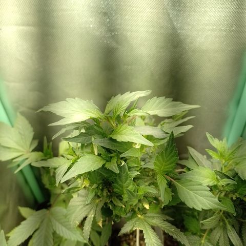 Purple cookies REVEG growlog timeline photo