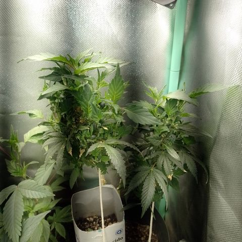 Purple cookies REVEG growlog timeline photo