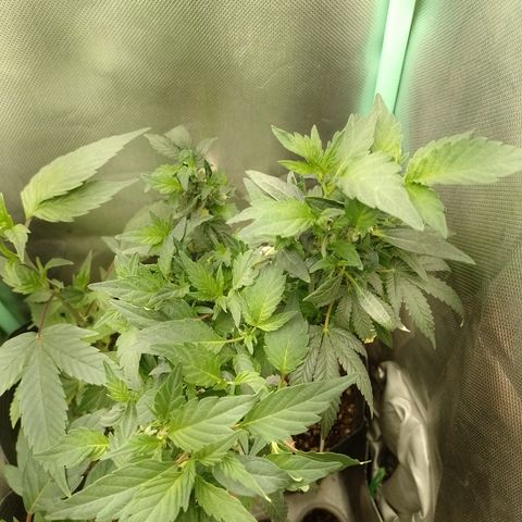 Purple cookies REVEG growlog timeline photo