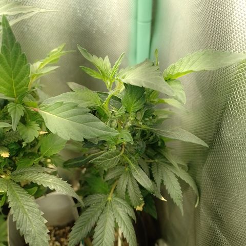 Purple cookies REVEG growlog timeline photo