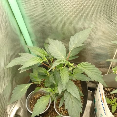 Purple cookies #5 growlog timeline photo