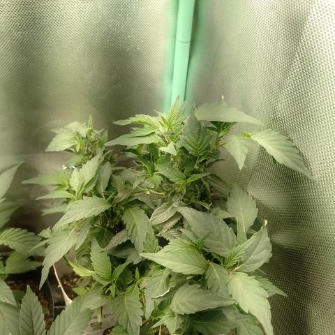 Purple cookies REVEG growlog timeline photo
