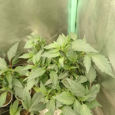 Purple cookies REVEG growlog timeline photo