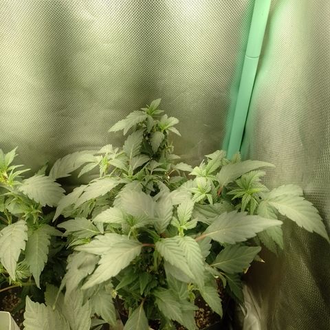 Purple cookies REVEG growlog timeline photo