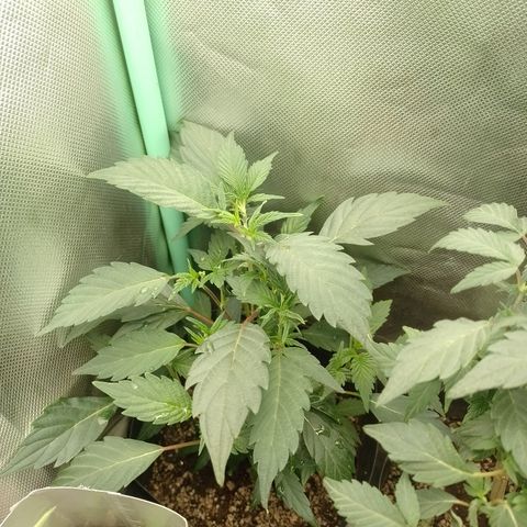 Purple cookies #5 growlog timeline photo
