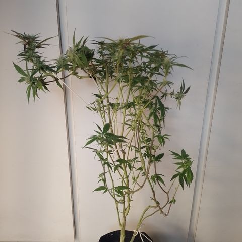 Banana Purple #14 (vaso III) growlog timeline photo