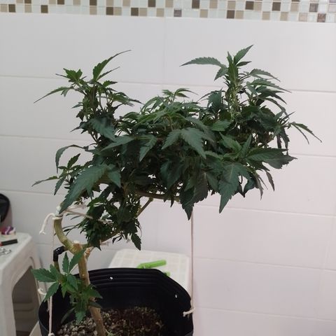 Purple cookies REVEG growlog timeline photo