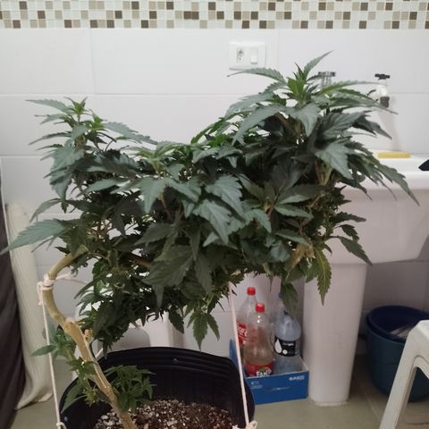 Purple cookies REVEG growlog timeline photo