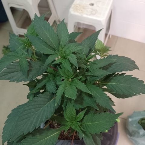 Purple cookies #5 growlog timeline photo
