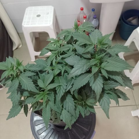 Purple cookies REVEG growlog timeline photo