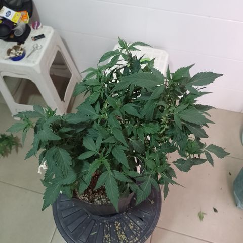 Purple cookies REVEG growlog timeline photo