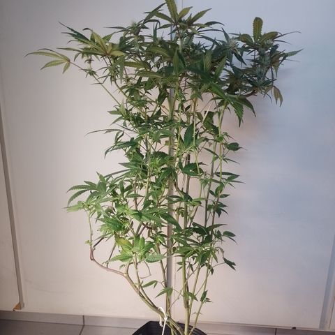 Banana Purple #14 (vaso III) growlog timeline photo