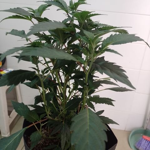 Purple cookies #5 growlog timeline photo