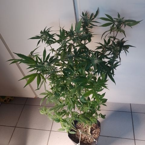 Banana Purple #14 (vaso III) growlog timeline photo