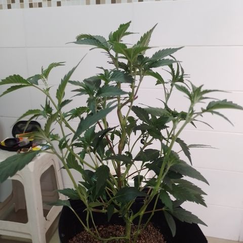 Purple cookies #5 growlog timeline photo