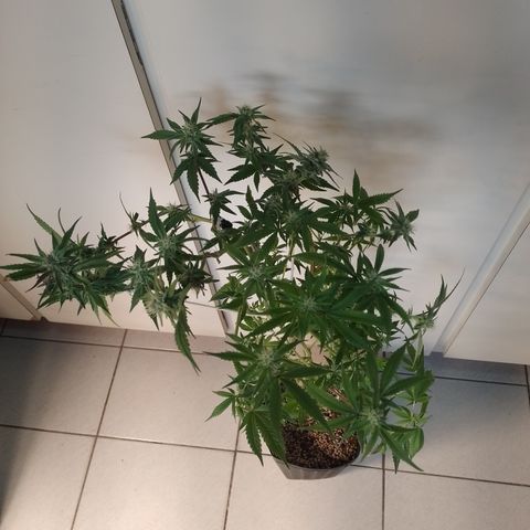 Banana Purple #14 (vaso III) growlog timeline photo