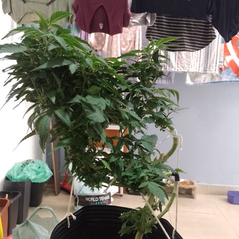 Purple cookies REVEG growlog timeline photo