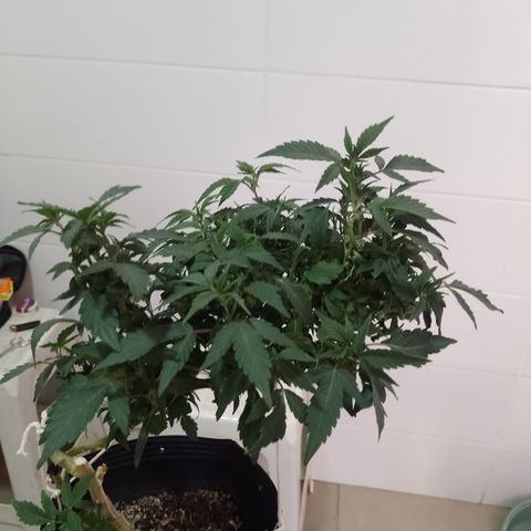 Purple cookies REVEG growlog timeline photo