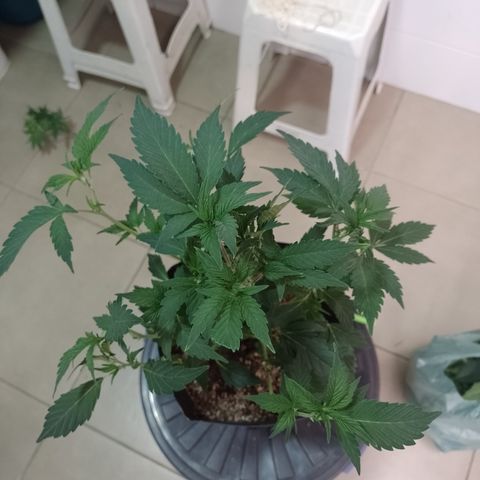 Purple cookies #5 growlog timeline photo