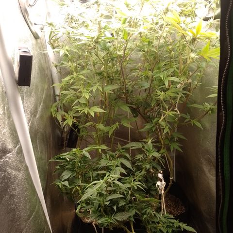 Purple cookies REVEG growlog timeline photo