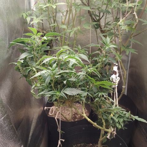 Purple cookies REVEG growlog timeline photo