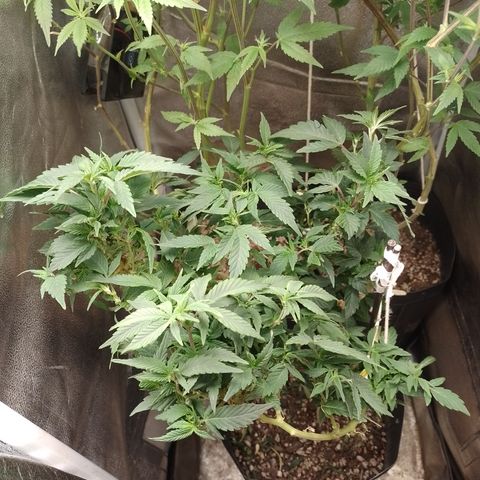 Purple cookies REVEG growlog timeline photo