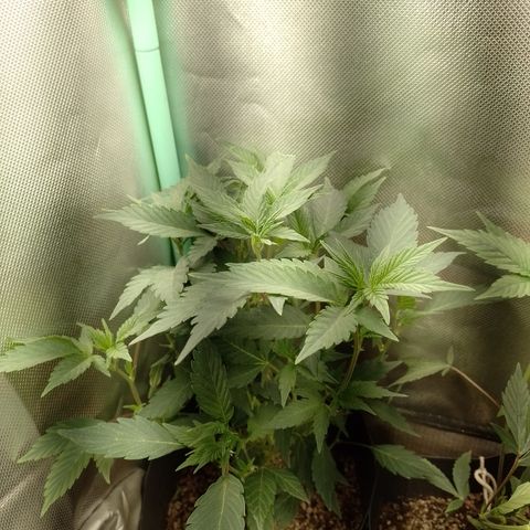Purple cookies #5 growlog timeline photo