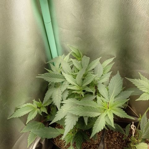 Purple cookies #5 growlog timeline photo