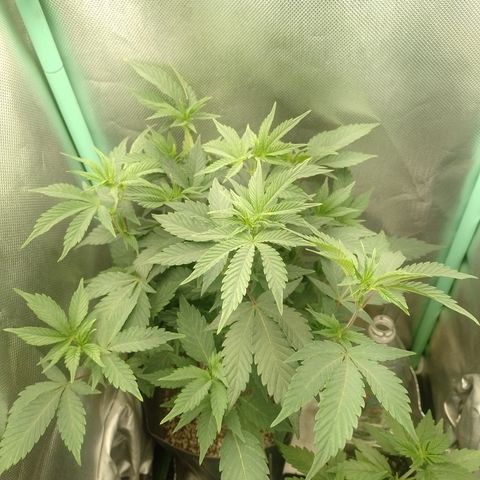 Purple cookies #5 growlog timeline photo