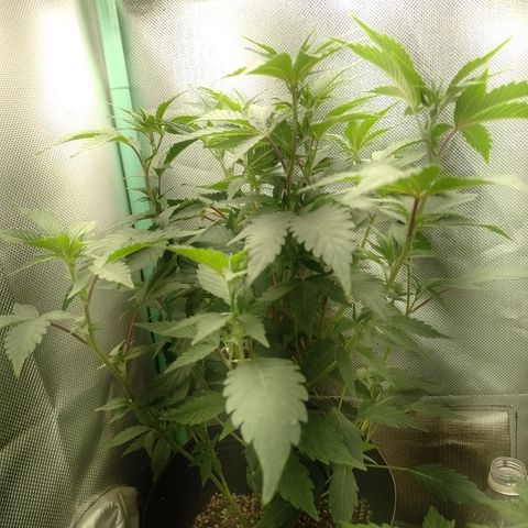 Purple cookies #5 growlog timeline photo