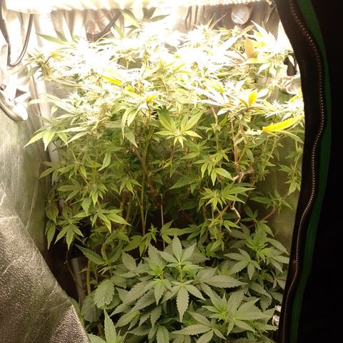 Banana Purple #14 (vaso III) growlog timeline photo