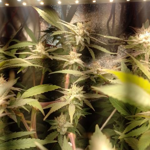Banana Purple #14 (vaso III) growlog timeline photo
