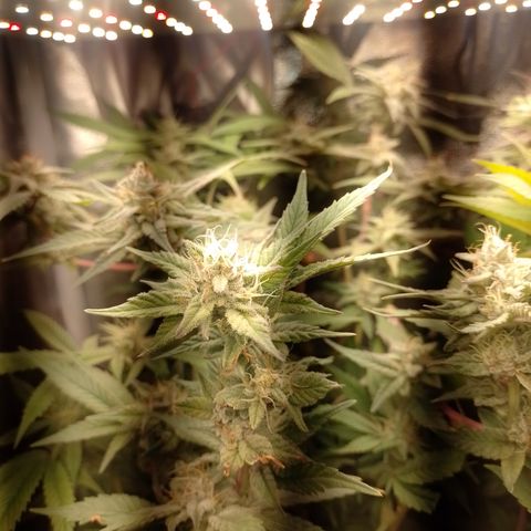 Banana Purple #14 (vaso III) growlog timeline photo