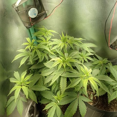 Purple cookies #5 growlog timeline photo