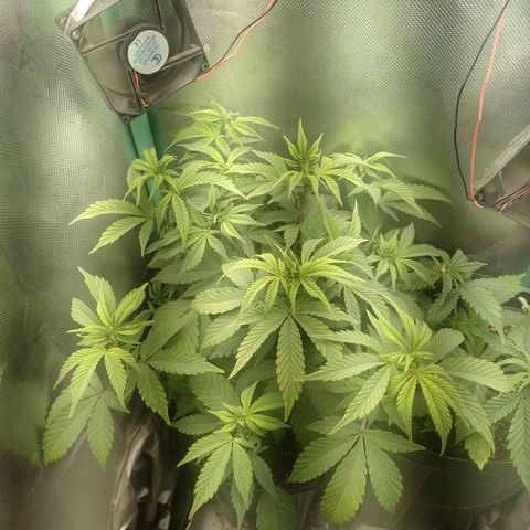 Purple cookies #5 growlog photo: Aplicação de duas colheres de calcário dolomítico.