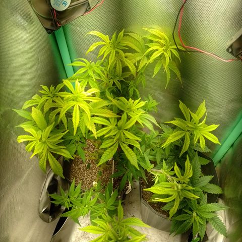 Purple cookies #5 growlog timeline photo