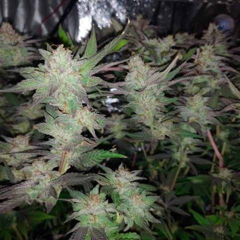 Banana Purple #14 (vaso III) growlog timeline photo