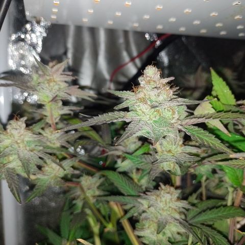 Banana Purple #14 (vaso III) growlog timeline photo