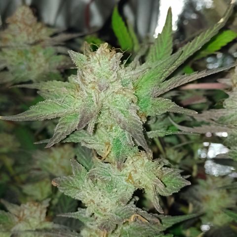 Banana Purple #14 (vaso III) growlog timeline photo