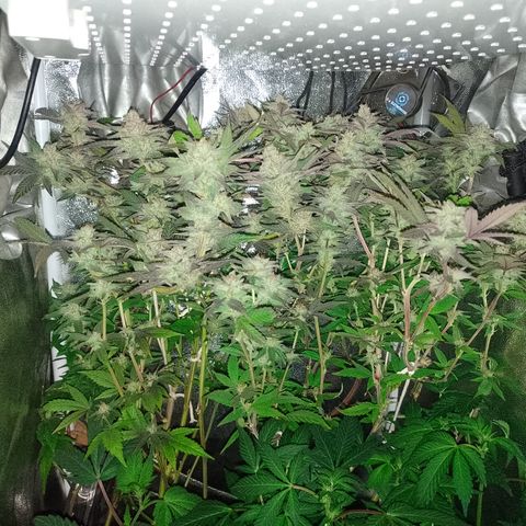 Banana Purple #14 (vaso III) growlog timeline photo